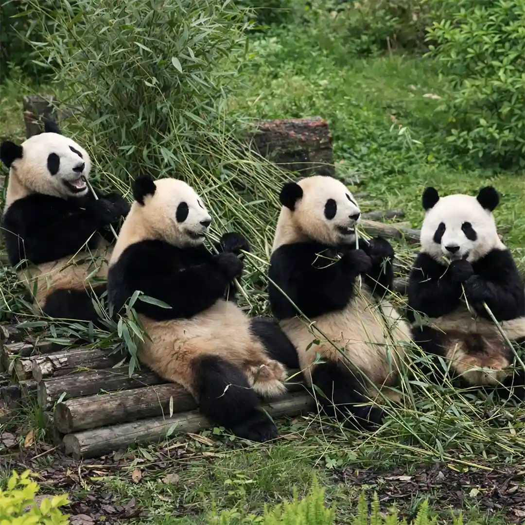 Giant Panda Breeding Base