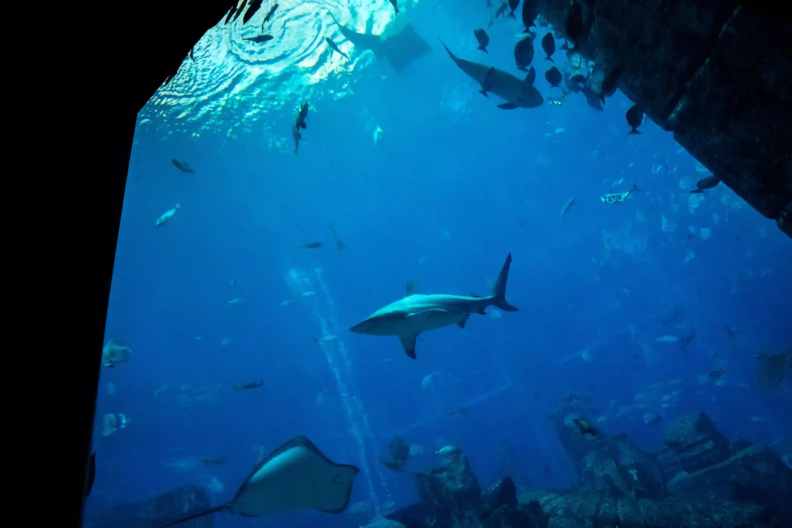 Atlantis Aquaventure waterpark slides and attractions in Dubai