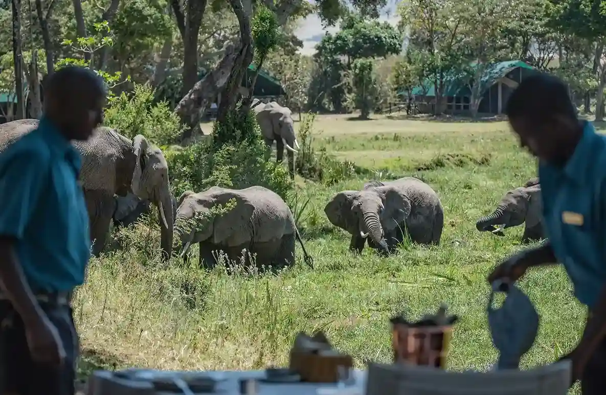 David Sheldrick Elephant Orphanage