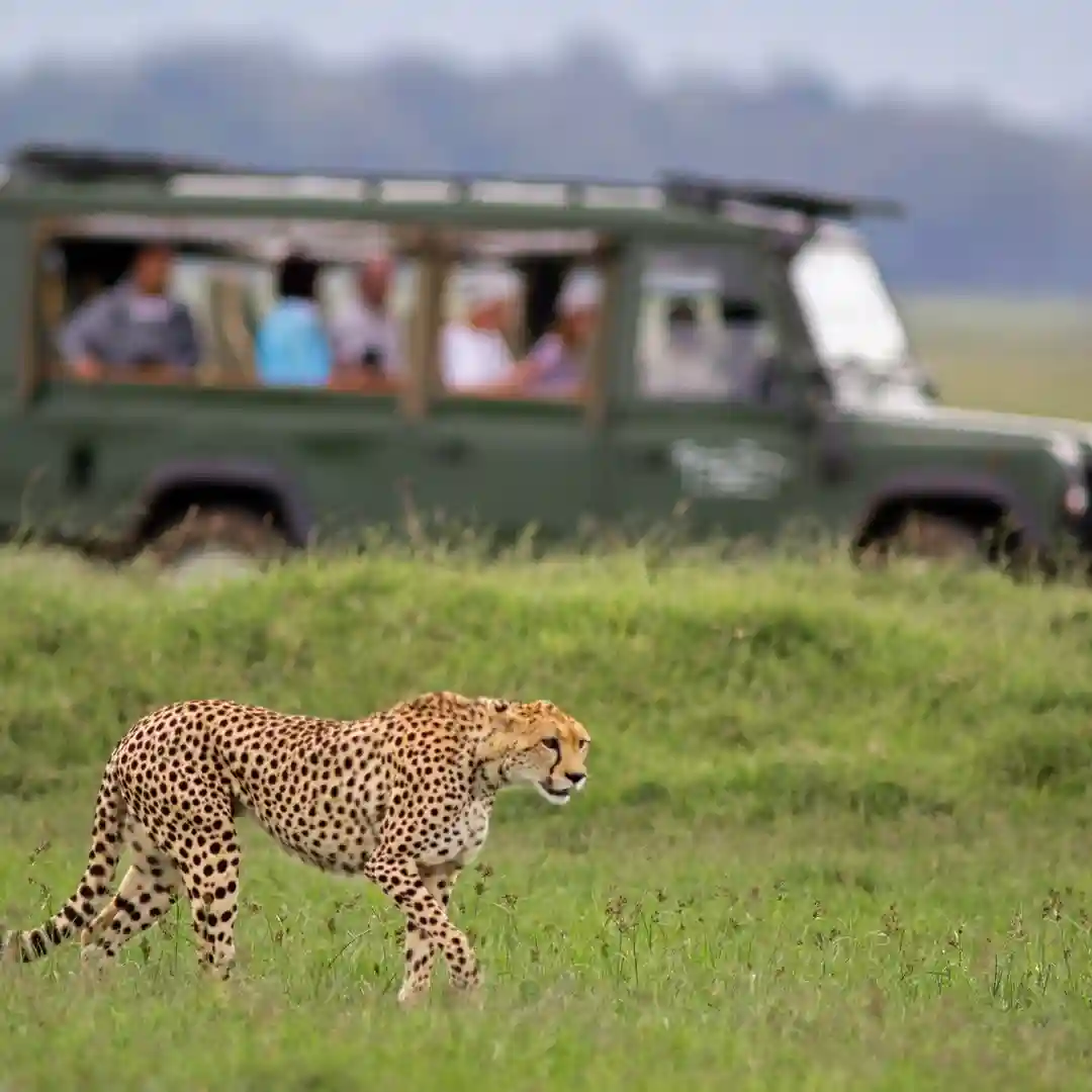 Game Drive Safaris