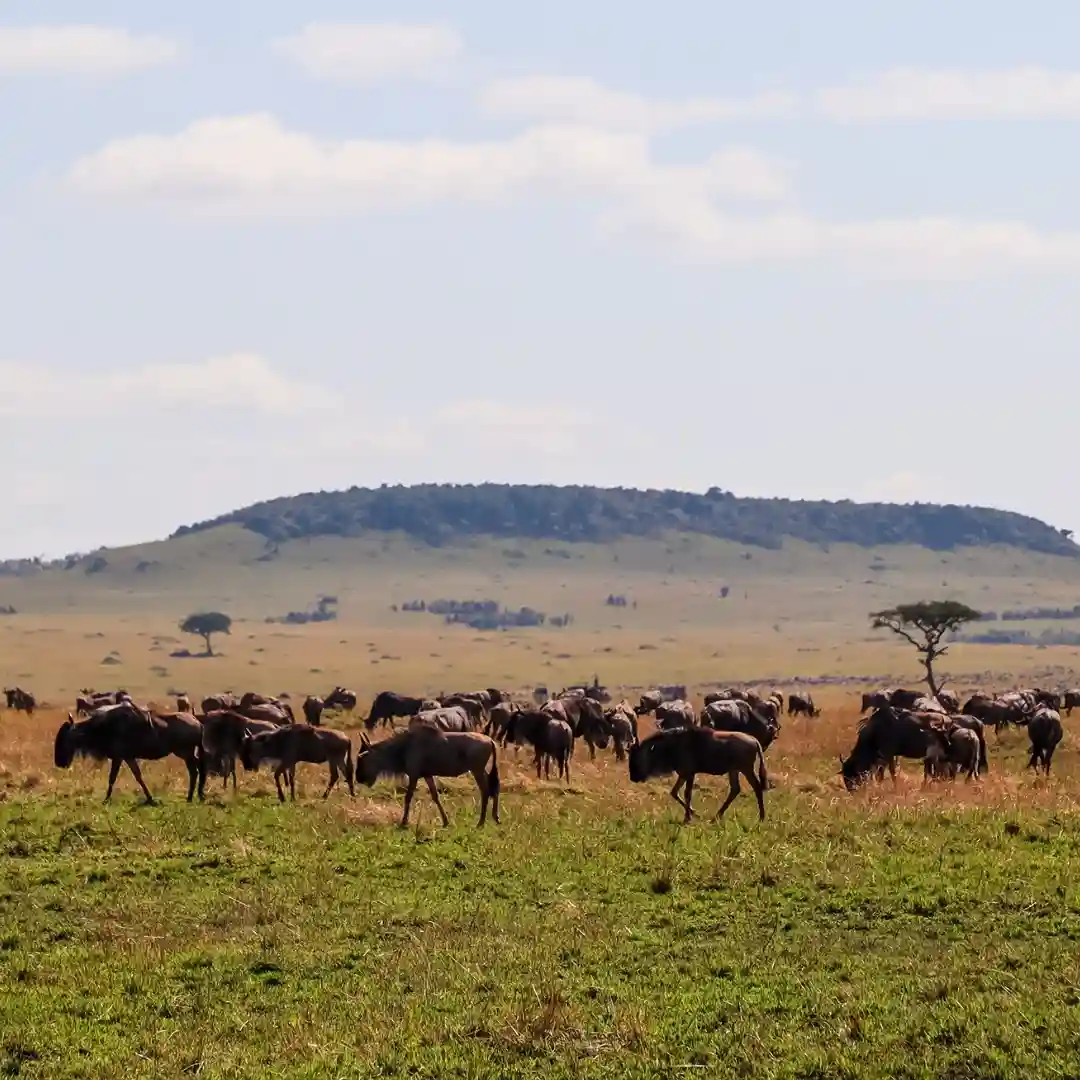 Maasai Mara National Park