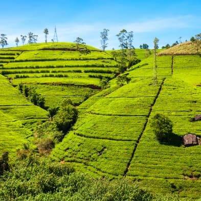 Tea Plantation Visit