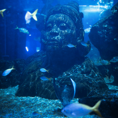 SEA LIFE Bangkok Ocean World aquarium with underwater tunnel