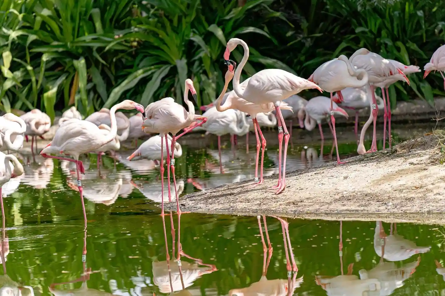 Ras Al Khor Wildlife Sanctuary with flamingos in wetland habitat