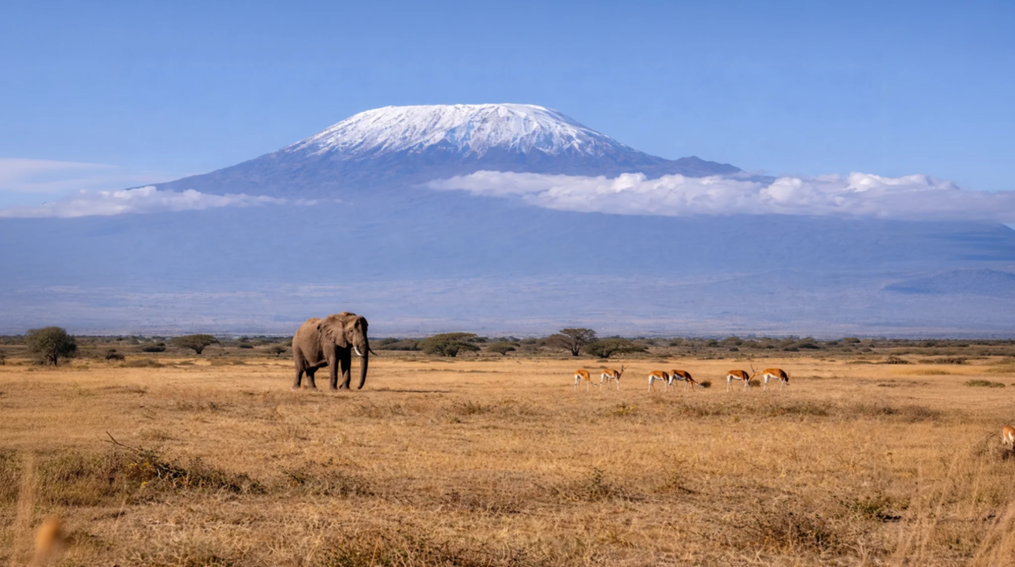 The Great Safari Journey