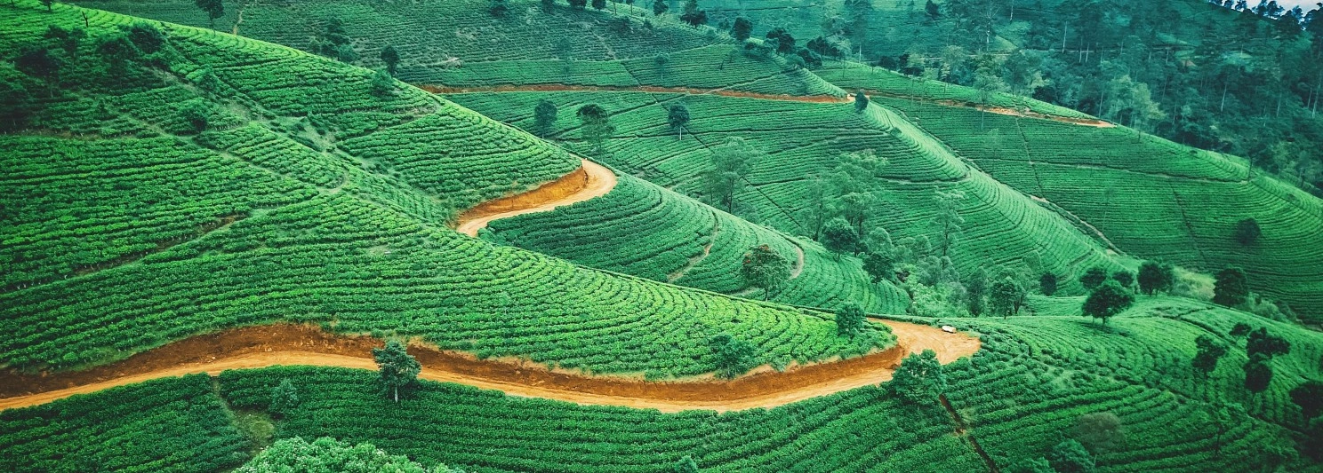 Tea Trails & Ocean Tales