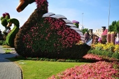 Image of Dubai Miracle Garden in UAE with flowers of different variety and color designed to be attractive to the tourists