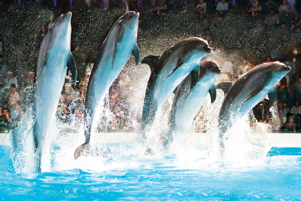 Dubai Dolphinarium with Dolphins entertaining the tourists